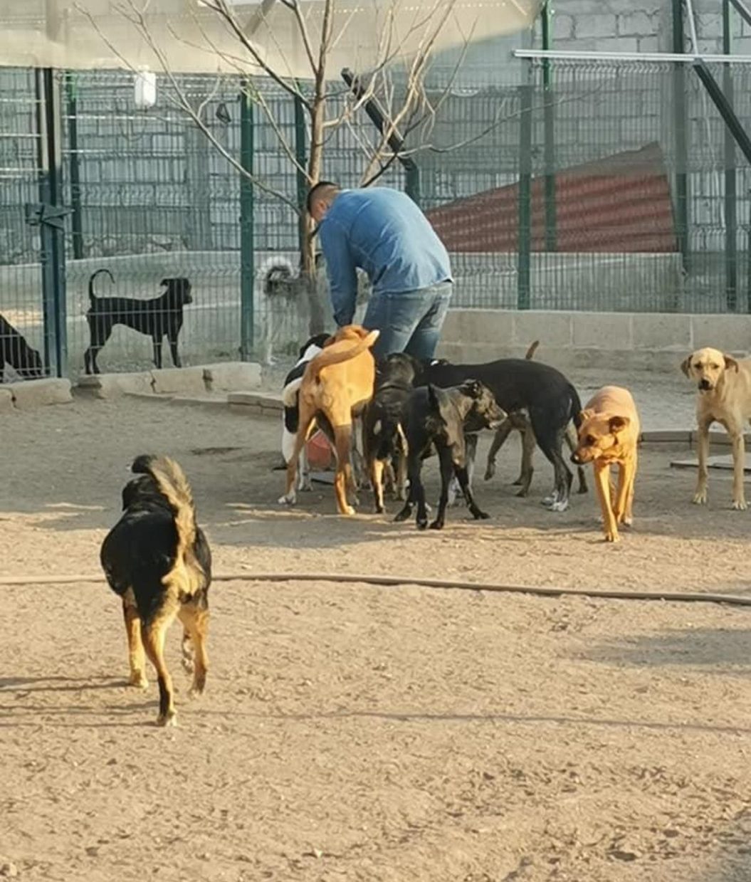 Primera hora de la mañana en el refugio, con perros saliendo al patio